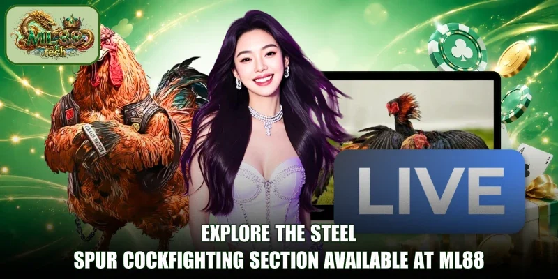 Explore the Steel-Spur cockfighting section available at ML88